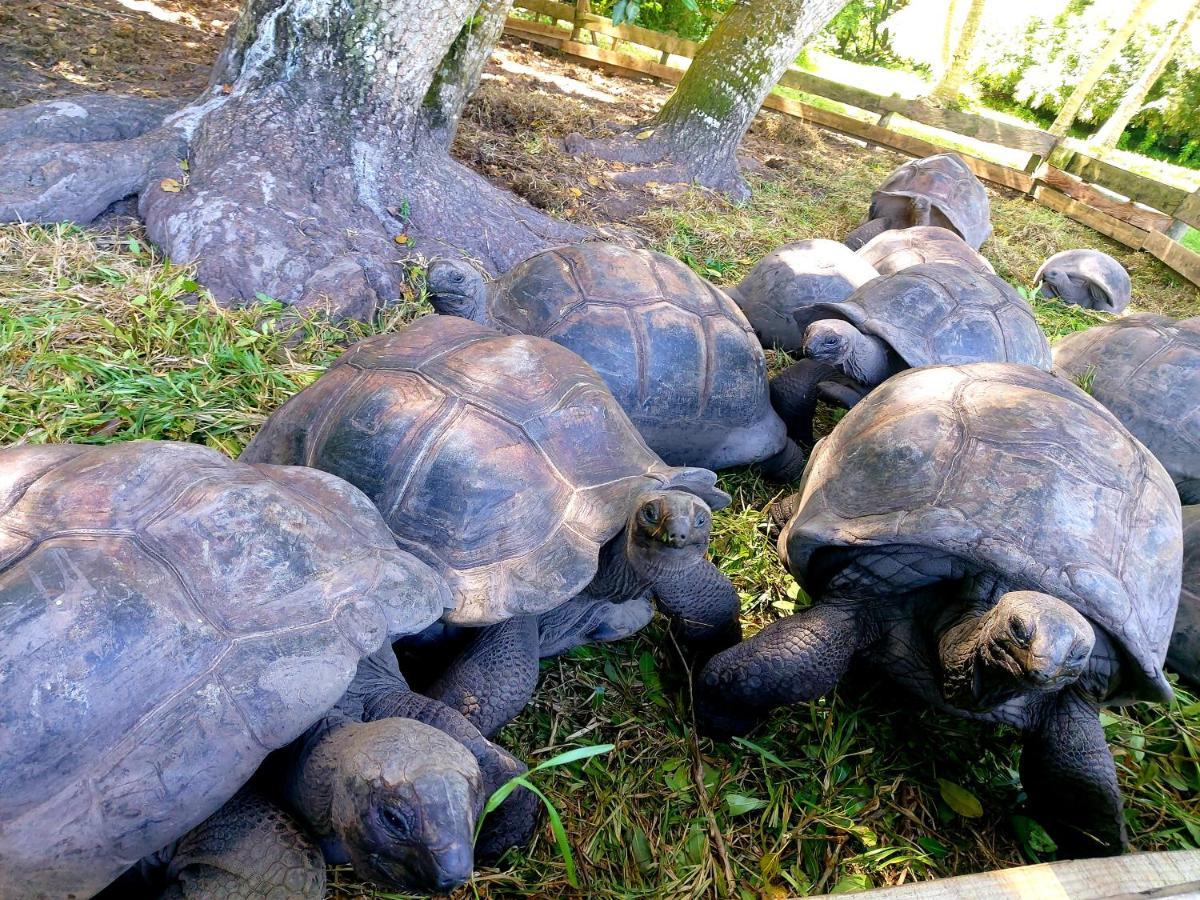 อิล เด ปาล์ม อีโค รีสอร์ต Hotel Anse la blague ภายนอก รูปภาพ